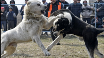 Фотография к новости: Енді ит таластыруға және жануарларды жазықсыз өлтіруге тыйым салынады