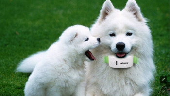 Фотография к новости: 2023 жылдан бастап үй жануарларын тіркеу міндеттеледі