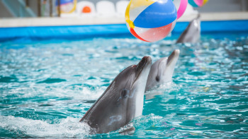 Фотография к новости: Экологиямині дельфинарийлердің неліктен 2029 жылдан бастап жабыла бастайтынын түсіндірді