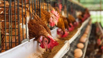 Фотография к новости: Қазақстандағы құс фабрикалары жабылуы мүмкін бе?