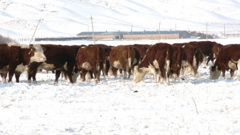 Фотография к новости: Павлодар облысында жануарлардың аса қауіпті жеті ауруы бойынша диагностикалық зерттеу жоспары бекітілді