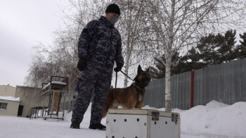 Фотография к новости: Павлодарлық қызметтік иттер жүзге жуық есірткі қылмысының бетін ашты