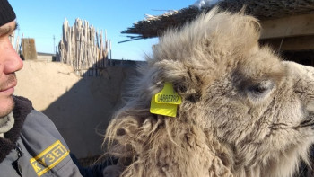 Фотография к новости: Қызылордада 140-тан астам үй жануары бірдейлендіру базасына енгізілді