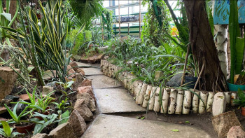 Фотография к новости: Петропавл ботаникалық бағында бір ғасырлық пальмалар өсіп тұр