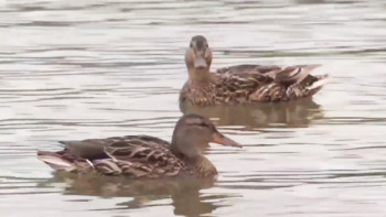 Фотография к новости: Көктемгі аңшылыққа салынған тыйым қанаттылардың санын көбейтті