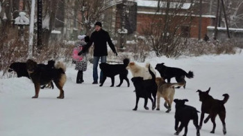 Фотография к новости: Қаңғыбас жануарларды жою, аулау жұмыстары қалай жүргізіледі?