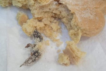 Фотография к новости: Тоқаштан шыққан тышқан: Министрлік болған жайтқа қатысты бұйрық шығарды