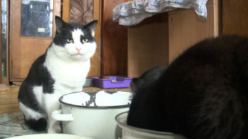 Фотография к новости: Павлодар облысында қаңғыбас жануарларға арналған уақытша 300 орындық нысан пайда болады