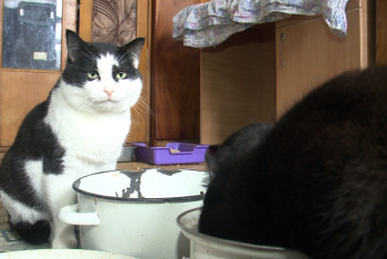 Павлодар облысында қаңғыбас жануарларға арналған уақытша 300 орындық нысан пайда болады