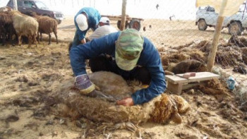 Фотография к новости: Сенатор Жұмағазиев қой жүніне қатысты мәселені көтерді