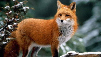 Фотография к новости: Астананың орталығында түлкі қайдан жүр? – Ведомство жауап берді