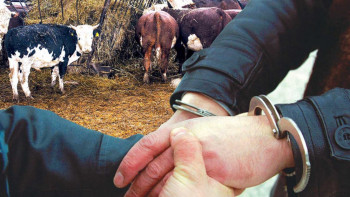 Фотография к новости: Мал ұрлығы үшін қанша адам ұсталғаны белгілі болды