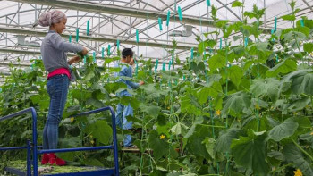 Фотография к новости: Қызылорда облысындағы жылыжайлардан өткен жылы 480,9 тонна өнім жиналған