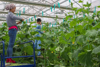 Фотография к новости: Қызылорда облысындағы жылыжайлардан өткен жылы 480,9 тонна өнім жиналған