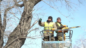 Фотография к новости: Павлодарда ағаштарды кесуге 150 млн теңге бөлінді