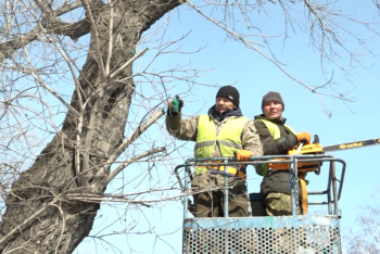 Павлодарда ағаштарды кесуге 150 млн теңге бөлінді