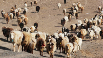 Фотография к новости: Су тасқынан қырылған мал шығынын мемлекет өтемейді – АШМ