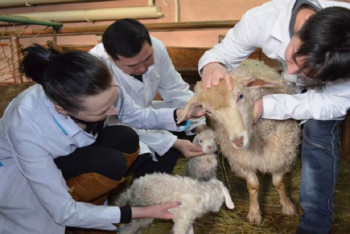 Фотография к новости: Қазақстанда мал дәрігерлерінің жалақысын көбейту ұсынылды