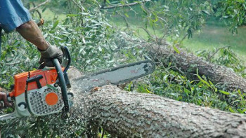 Фотография к новости: Алматыда алма ағашын кескендерге қатысты қылмыстық іс қозғалды