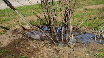 Фотография к новости: Алматыда 1 млн ағаш отырғызу қашан аяқталатыны айтылды