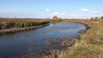 Фотография к новости: Павлодар облысының үш су айдынында балық қырылды