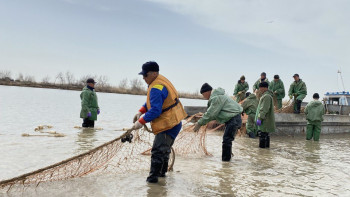 Фотография к новости: Атырау балығына сұраныс көп