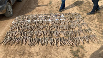 Фотография к новости: 844 мүйіз табылды. Браконьерлердің әшкере болған қылмысы