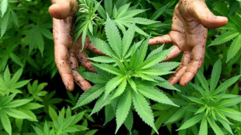 Фотография к новости: Марихуана табылған мекендер