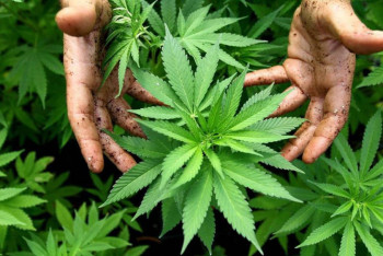 Фотография к новости: Марихуана табылған мекендер