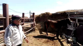 Фотография к новости: Атыраудағы жылқы ауруы. Екпе салынбаса, мал өлімі қайталануы мүмкін