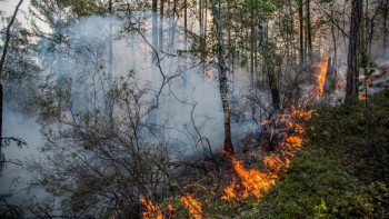 Фотография к новости: Былтыр өрттен келген шығын 6 млрд теңгеден асқан