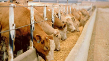 Фотография к новости: Қызылорда облысының шалғай ауылдарында мал шаруашылығы дамып келеді