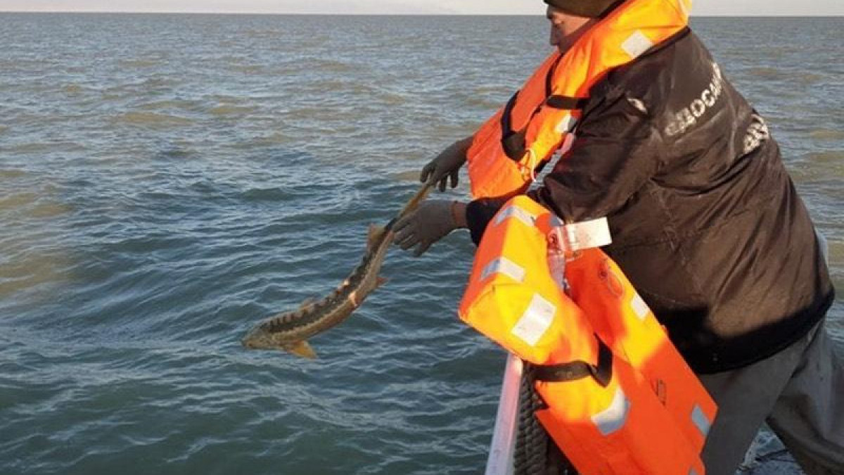 Шекарашылар Каспий теңізінде 100-ден астам браконьерді ұстады