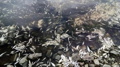 Атырау облысындағы көлден жарты тонна өлі балық жиналды
