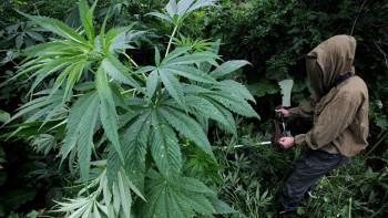 Фотография к новости: Жыл сайын 60-қа жуық есірткі плантациясы жойылады – ІІМ