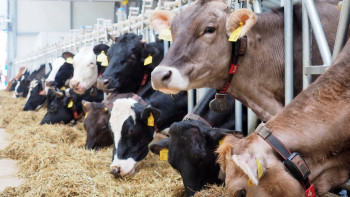 Фотография к новости: Мал шаруашылығында субсидиялаудың көптеген бағыттары жүйелендіріледі – министр