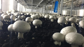 Фотография к новости: Қызылордалық агроном жылына 20 тонна қозықұйрық өсіреді