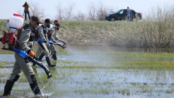 Фотография к новости: Ертіс өзенінде шіркейге қарсы өңдеу шаралары жалғасып жатыр
