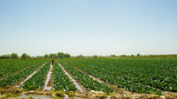 Фотография к новости: Оңтүстік шаруалары су тапшылығынан егіс алқаптарын қысқартуға мәжбүр