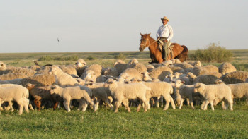 Фотография к новости: Ауылдардағы жайылым проблемасы қалай шешіледі?