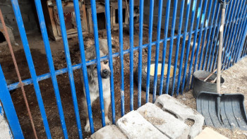 Фотография к новости: Еріктілер қараусыз қалған төрт аяқтыларды қамқорлыққа алды