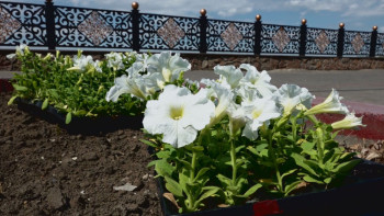 Фотография к новости: Павлодар қаласында гүлзарлар саны екі есе көбейеді