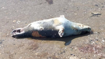 Фотография к новости: Итбалықтардың неден өлгені анықталып жатыр - министрлік