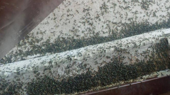 Фотография к новости: Атырау өңірінде шалғын көбелектер қаптады