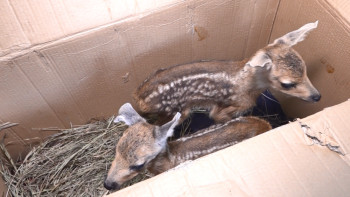 Фотография к новости: Павлодарлық орманшылар жетім қалған еліктерге қамқор болды