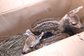 Павлодарлық орманшылар жетім қалған еліктерге қамқор болды