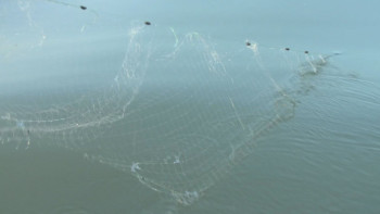 Фотография к новости: Павлодар облысында уылдырық шашу кезінде заң бұзғандар азайды