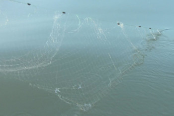 Фотография к новости: Павлодар облысында уылдырық шашу кезінде заң бұзғандар азайды