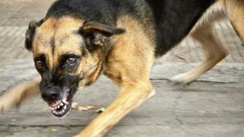 Фотография к новости: Ақтөбеде көз жұмған баланы иттердің талап тастағаны белгілі болды