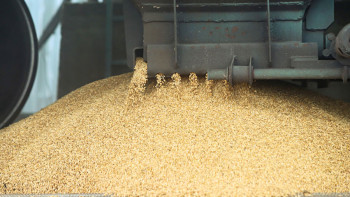 Фотография к новости: Астық экспорттаушыларға қосымша құн салығы қалай қайтарылады?